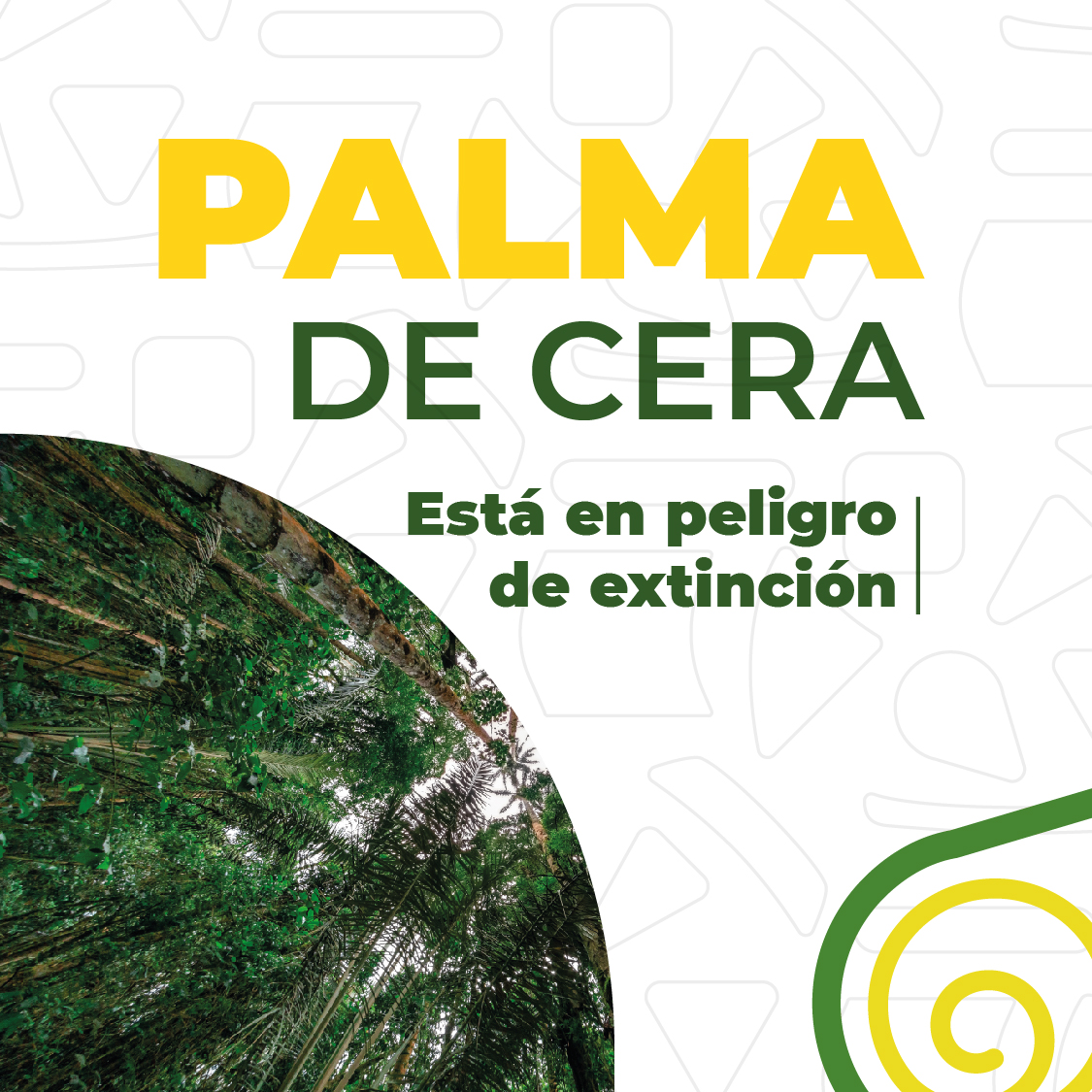 INICIO DE CORREO PALMA DE CERA