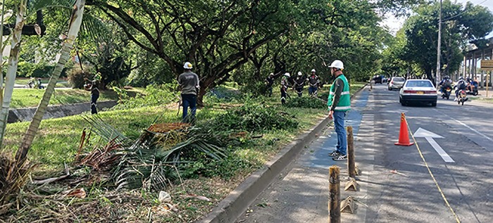 Intervenciones arbóreas